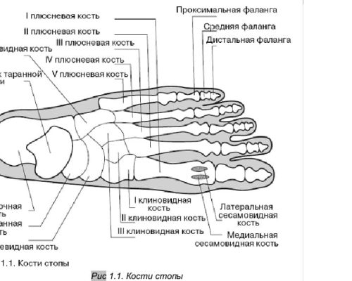 Биомеханика стопы и голеностопного сустава (далее - ГС) очень важны для нормального функционирования нижней конечности.